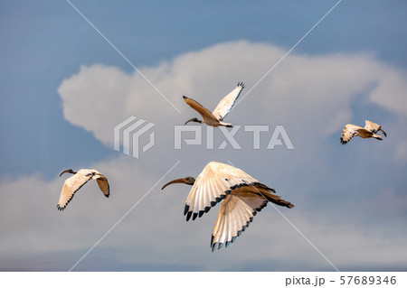 bird African Sacred Ibis, Ethiopia safari wildlife bird African Sacred Ibis, Ethiopia safari wildlife 57689346