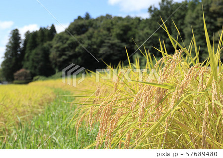 奥久慈の稲作 茨城県大子町 奥久慈の稲作 茨城県大子町 57689480