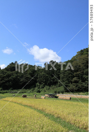 奥久慈の稲作 茨城県大子町 奥久慈の稲作 茨城県大子町 57689493