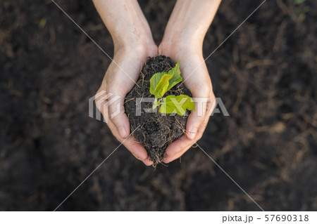 Seedling plant on soil in a hand of gardener 57690318