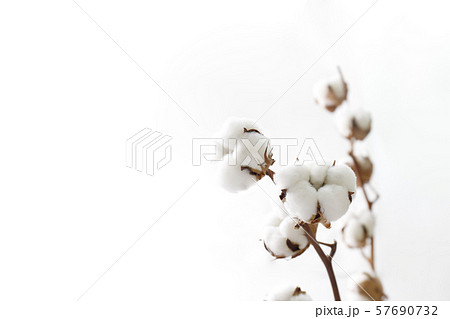 綿花 57690732