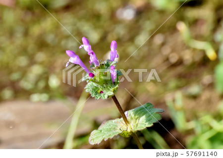 三鷹中原に咲く淡い紫色のホトケノザ 三鷹中原に咲く淡い紫色のホトケノザ 57691140