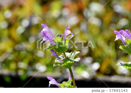 三鷹中原に咲く淡い紫色のホトケノザ 三鷹中原に咲く淡い紫色のホトケノザ 57691143