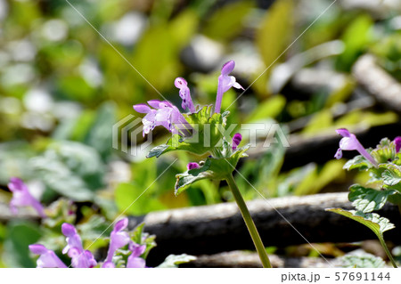三鷹中原に咲く淡い紫色のホトケノザ 三鷹中原に咲く淡い紫色のホトケノザ 57691144