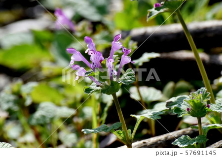 三鷹中原に咲く淡い紫色のホトケノザ 三鷹中原に咲く淡い紫色のホトケノザ 57691145