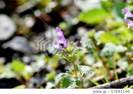 三鷹中原に咲く淡い紫色のホトケノザ 57691146