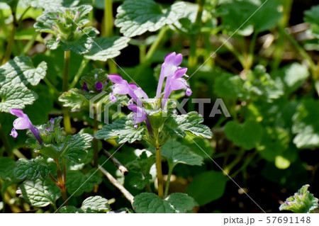 三鷹中原に咲く淡い紫色のホトケノザ 57691148