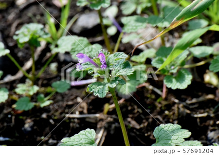三鷹中原に咲く淡い紫色のホトケノザ 57691204