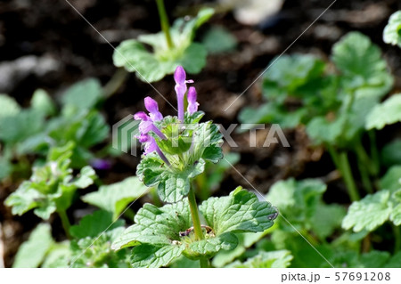 三鷹中原に咲く淡い紫色のホトケノザ 57691208