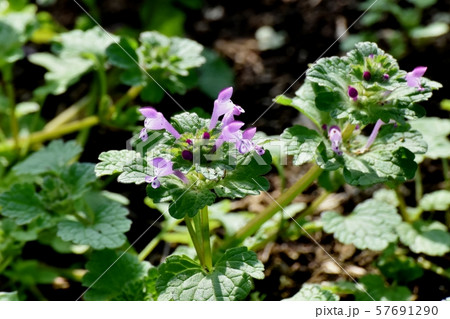 三鷹中原に咲く淡い紫色のホトケノザ 三鷹中原に咲く淡い紫色のホトケノザ 57691290