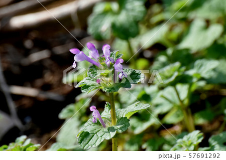 三鷹中原に咲く淡い紫色のホトケノザ 三鷹中原に咲く淡い紫色のホトケノザ 57691292