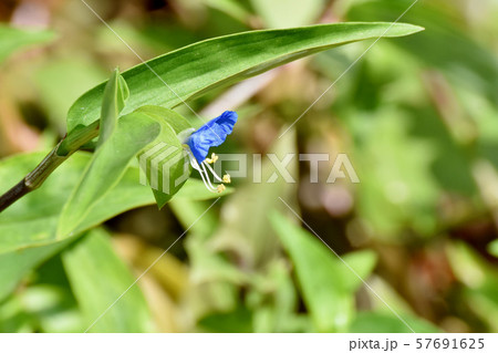 三鷹中原に咲く青いツユクサの花 三鷹中原に咲く青いツユクサの花 57691625