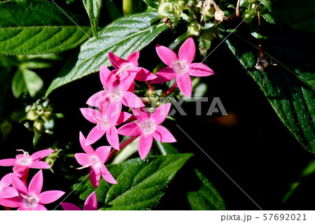 三鷹中原に咲くピンクのペンタス 三鷹中原に咲くピンクのペンタス 57692021