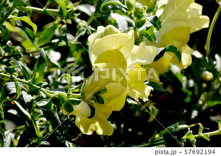 三鷹中原に咲く黄色いキンギョソウ 57692194