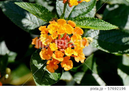 三鷹中原に咲くランタナ（シチヘンゲ） 57692196