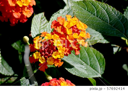 三鷹中原に咲くランタナ(シチヘンゲ) 三鷹中原に咲くランタナ(シチヘンゲ) 57692414