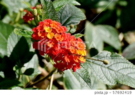 三鷹中原に咲くランタナ(シチヘンゲ) 三鷹中原に咲くランタナ(シチヘンゲ) 57692419