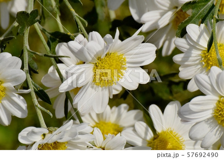 三鷹中原に咲く白いコギク 57692490