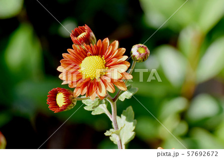 三鷹中原に咲くオレンジ色のキクの花 57692672