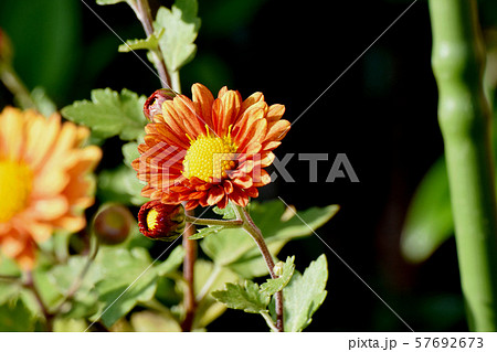 三鷹中原に咲くオレンジ色のキクの花 57692673