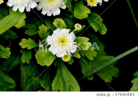 三鷹中原に咲く白いコギク 57692683