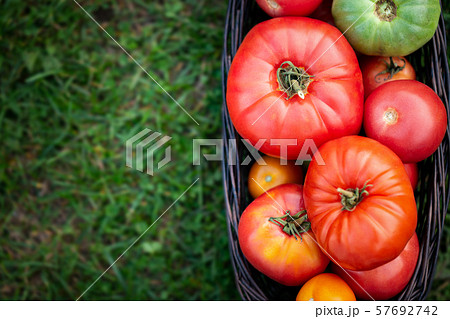 Red and green tomatoes in basket at the garden, Red and green tomatoes in basket at the garden, 57692742