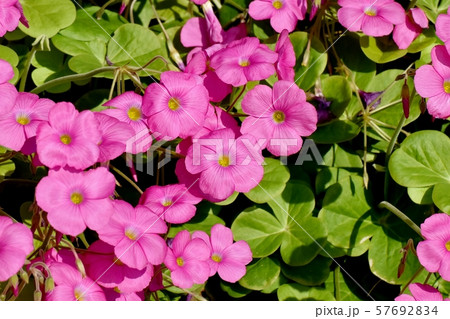 三鷹中原に咲くピンクのオキザリス(ハナカタバミ)の花 三鷹中原に咲くピンクのオキザリス(ハナカタバミ)の花 57692834