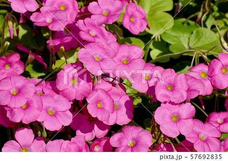 三鷹中原に咲くピンクのオキザリス(ハナカタバミ)の花 三鷹中原に咲くピンクのオキザリス(ハナカタバミ)の花 57692835