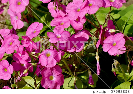 三鷹中原に咲くピンクのオキザリス（ハナカタバミ）の花 57692838