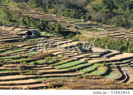 Terrace paddy fields, Khonoma Village, Nagaland, India 57692843