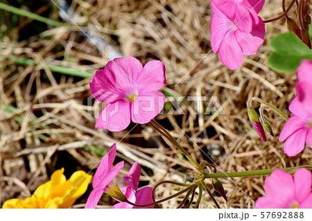 三鷹中原に咲くピンクのオキザリス(ハナカタバミ)の花 三鷹中原に咲くピンクのオキザリス(ハナカタバミ)の花 57692888
