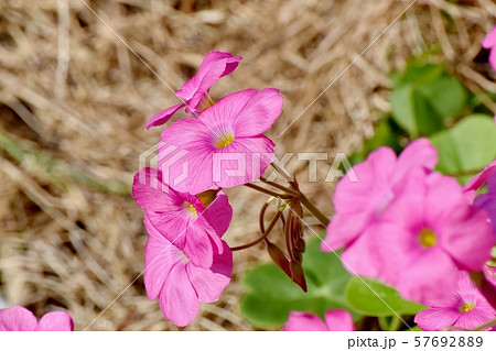 三鷹中原に咲くピンクのオキザリス（ハナカタバミ）の花 57692889