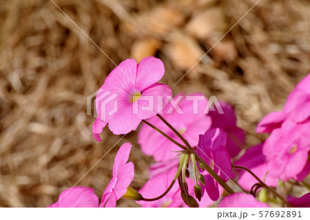 三鷹中原に咲くピンクのオキザリス(ハナカタバミ)の花 三鷹中原に咲くピンクのオキザリス(ハナカタバミ)の花 57692891