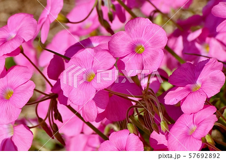 三鷹中原に咲くピンクのオキザリス(ハナカタバミ)の花 三鷹中原に咲くピンクのオキザリス(ハナカタバミ)の花 57692892