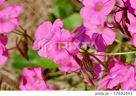 三鷹中原に咲くピンクのオキザリス(ハナカタバミ)の花 三鷹中原に咲くピンクのオキザリス(ハナカタバミ)の花 57692893