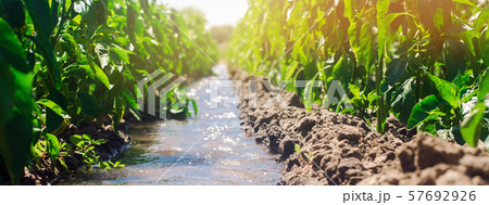 Irrigation of peppers in the field. Traditional 57692926