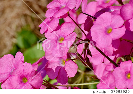 三鷹中原に咲くピンクのオキザリス（ハナカタバミ）の花 57692929