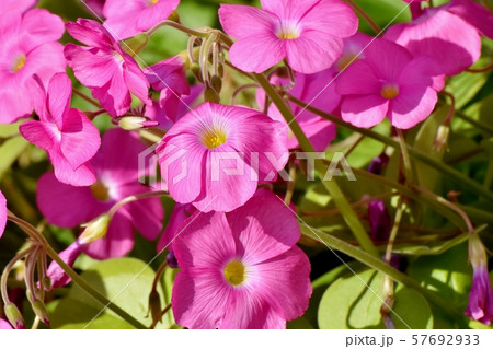 三鷹中原に咲くピンクのオキザリス（ハナカタバミ）の花 57692933