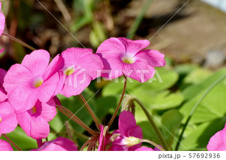 三鷹中原に咲くピンクのオキザリス（ハナカタバミ）の花 57692936