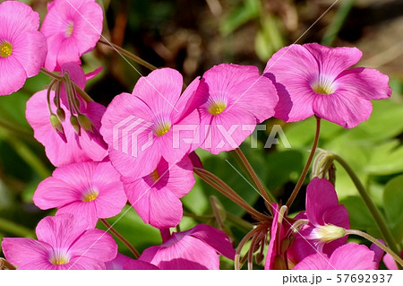 三鷹中原に咲くピンクのオキザリス（ハナカタバミ）の花 57692937