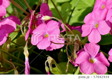 三鷹中原に咲くピンクのオキザリス(ハナカタバミ)の花 三鷹中原に咲くピンクのオキザリス(ハナカタバミ)の花 57692939