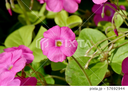 三鷹中原に咲くピンクのオキザリス(ハナカタバミ)の花 三鷹中原に咲くピンクのオキザリス(ハナカタバミ)の花 57692944