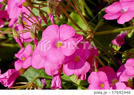 三鷹中原に咲くピンクのオキザリス（ハナカタバミ）の花 57692946
