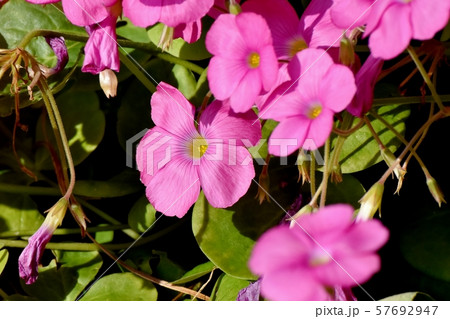 三鷹中原に咲くピンクのオキザリス(ハナカタバミ)の花 三鷹中原に咲くピンクのオキザリス(ハナカタバミ)の花 57692947