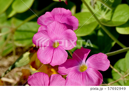三鷹中原に咲くピンクのオキザリス(ハナカタバミ)の花 三鷹中原に咲くピンクのオキザリス(ハナカタバミ)の花 57692949