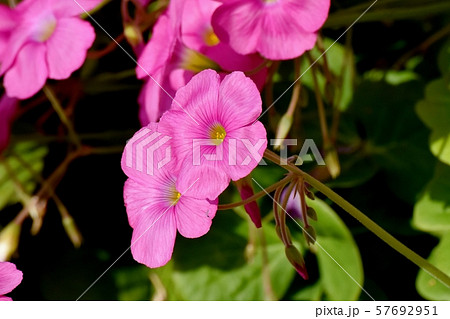 三鷹中原に咲くピンクのオキザリス(ハナカタバミ)の花 三鷹中原に咲くピンクのオキザリス(ハナカタバミ)の花 57692951