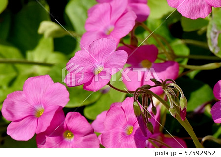 三鷹中原に咲くピンクのオキザリス（ハナカタバミ）の花 57692952