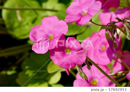 三鷹中原に咲くピンクのオキザリス(ハナカタバミ)の花 三鷹中原に咲くピンクのオキザリス(ハナカタバミ)の花 57692953