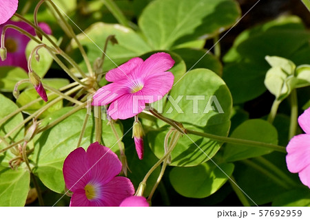 三鷹中原に咲くピンクのオキザリス(ハナカタバミ)の花 三鷹中原に咲くピンクのオキザリス(ハナカタバミ)の花 57692959