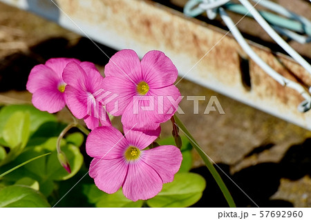 三鷹中原に咲くピンクのオキザリス（ハナカタバミ）の花 57692960